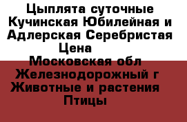 Цыплята суточные Кучинская Юбилейная и Адлерская Серебристая › Цена ­ 100 - Московская обл., Железнодорожный г. Животные и растения » Птицы   